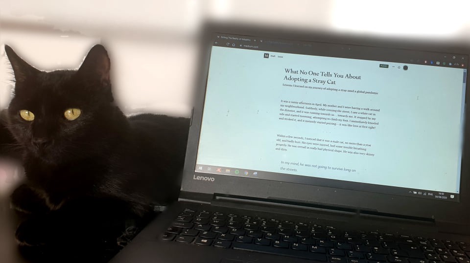 my black cat rascal on my laptop